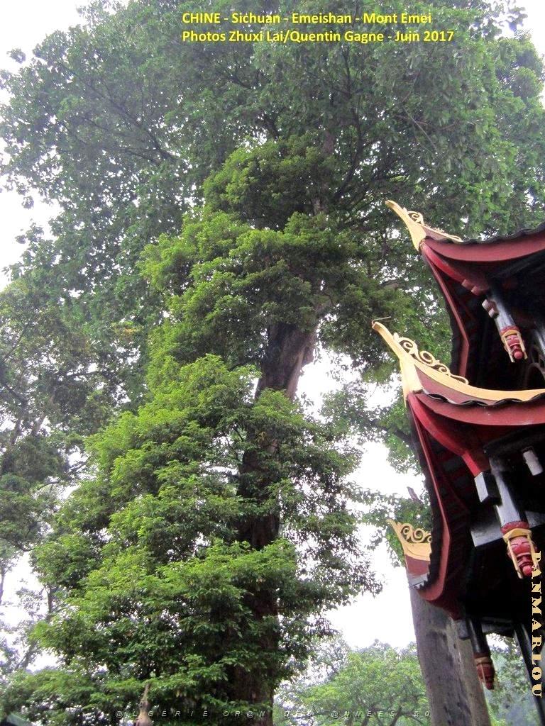 Emeishan 012.JPG